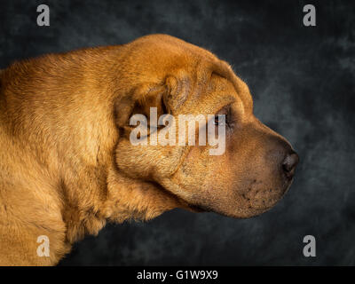 Shar-Pei japanischer Hund namens Dexter Stockfoto