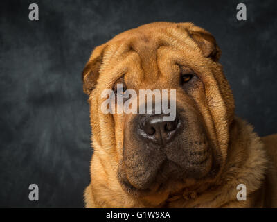 Shar-Pei japanischer Hund namens Dexter Stockfoto