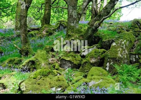 Flechten Moos bedeckt Felsen und Glockenblumen Ty Canol Woods alten Wald Naturschutzgebiet Newport Pembrokeshire Stockfoto