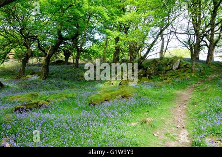 Bluebell Spaziergang durch Coed Ty Canol Woods uralte walisische Eiche Wälder Newport Newport Pembrokeshire Wales Cymru UK Stockfoto