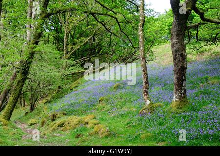 Bluebell Spaziergang durch Coed Ty Canol Woods uralte walisische Eiche Wälder Newport Newport Pembrokeshire Wales Cymru UK Stockfoto