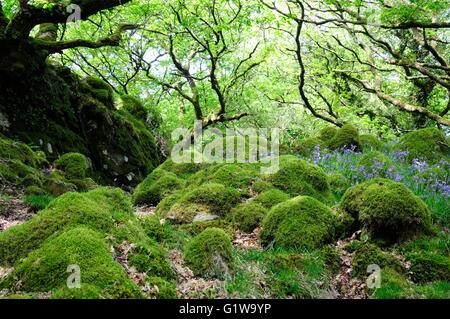 Moos und Flechten bedeckt Felsen Felsvorsprüngen Ty Canol Woods alten walisischen Eichenwälder Newport Pembrokeshire Wales Stockfoto