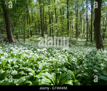 Bärlauch (Allium Ursinum) im Frühjahr Wald Stockfoto