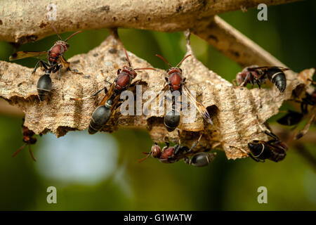 Wespen auf dem Nest. Stockfoto