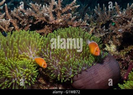 Paar rosa Anemonenfische in einer Anemone. Stockfoto