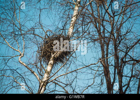 Frühling Vogelnest in einer Birke mit Himmelshintergrund. Stockfoto