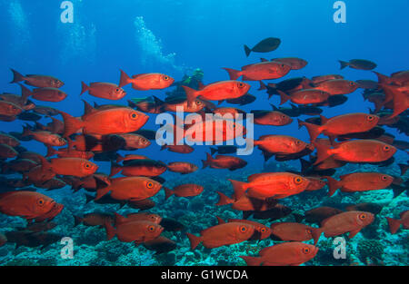 Taucher schwimmt unter großen Schule der Halbmond-Tail Großaugenthun (Priacanthus Hamrur) Stockfoto