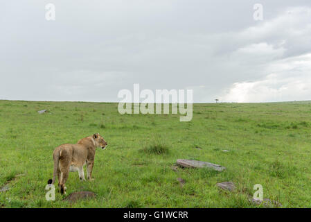 Löwe auf den Ebenen von Afrika Stockfoto