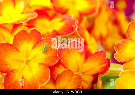 Blühen Gelb Frühling Primeln im Blumenbeet Stockfoto