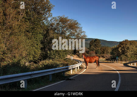 Pferd Vinuesa auf der Straße in Richtung der schwarzen Lagune in Soria, Castilla y Leon, Spanien. Stockfoto