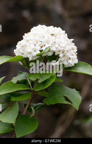 Kugelige Blüte duftend, sommergrünen Schneeball Strauch, Viburnum x carlcephalum Stockfoto