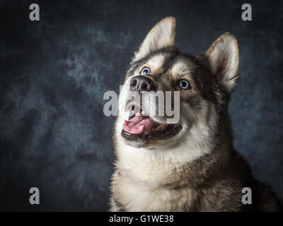 Eine seltene sibirische männliche Husky mit elektrischen blauen Augen Stockfoto