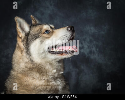 Eine seltene sibirische männliche Husky mit elektrischen blauen Augen Stockfoto