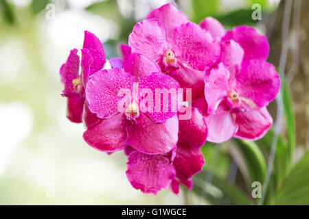 Rosa Orchidee Blume im Garten Stockfoto