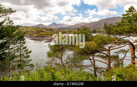 Tanne und Kiefer Bäume in den exotischen Gärten, durch das Mikroklima der Garnitur (Ilnacullin) Insel, Bantry Bay, Co Cork, Irland. Stockfoto