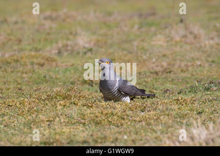 Männliche gemeinsame Kuckuck (Cuculus Canorus) in einem Feld auf Nahrungssuche. Stockfoto