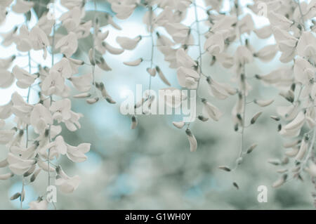 Robinia Pseudoacacia Baum blüht, wissen als weiße, Robinie Textfreiraum Stockfoto