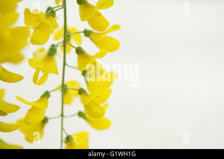 Robinia Pseudoacacia Baum blüht, wissen als Robinie gelb, Textfreiraum Stockfoto