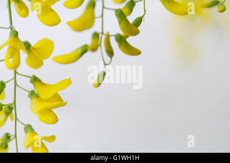 Robinia Pseudoacacia Baum blüht, wissen als Robinie gelb, Textfreiraum Stockfoto