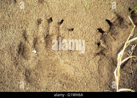 GROßE GRIZZLY BÄRENSPUREN IM SAND, TSCHUKTSCHEN-HALBINSEL, SIBIRIEN, MAGADAN REGION; RUSSISCHEN FÖDERATION; EHEMALIGEN UDSSR SOWJETUNION Stockfoto