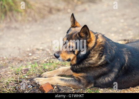 Porträt der Hund auf dem Hof Stockfoto