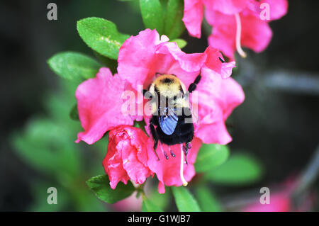 Eine Hummel auf einer Blume Rosa Azalee. Stockfoto