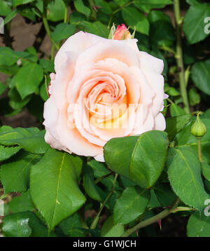 Die Aprikose Nektar Rose wächst im Woodland Park Rose Garden Stockfoto