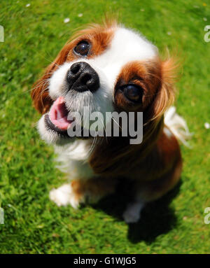 Glücklich King Charles cavalier Spaniel Hund an einem sonnigen Tag. Stockfoto