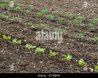 Salat Pflanzen wachsen in sauberen Linien auf Zuteilung... Stockfoto