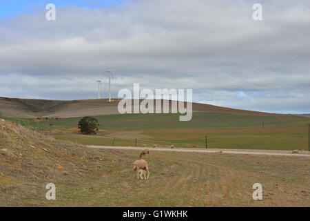 Windkraftanlagen auf Ackerland in Südafrika Stockfoto