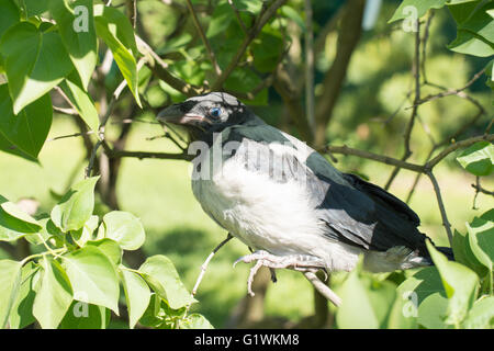 Junge mit Kapuze Krähe. Corvus Cornix, auch Hoodiecrow genannt Stockfoto