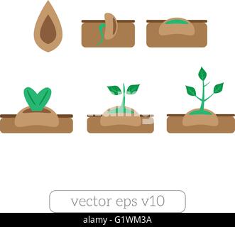 Junge Pflanze Leben Prozess Icons set Stock Vektor