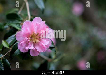 Camellia Japonica x williamsii Stockfoto