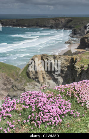 Meer Pink-Armeria Maritima wachsen auf den Klippen Bedruthan Steps in Cornwall. Stockfoto