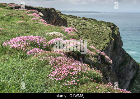 Meer Pinks Armeria maritima auf Felsen in Cornwall wachsen. Stockfoto