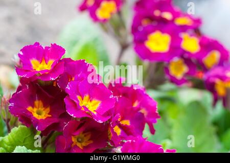 Blüte rosa Frühling Primeln im Blumenbeet Stockfoto