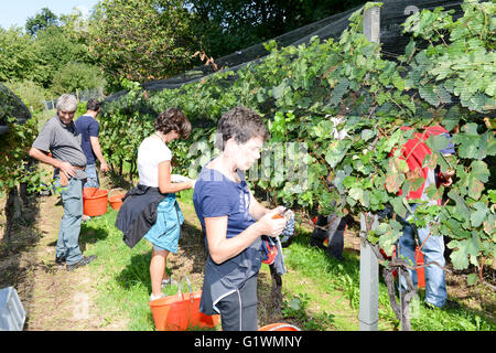 Vezia, Schweiz - 8. September 2015: Menschen, die Ernte der Trauben auf einem Weingut in Vezia bei Lugano in der Schweiz Stockfoto