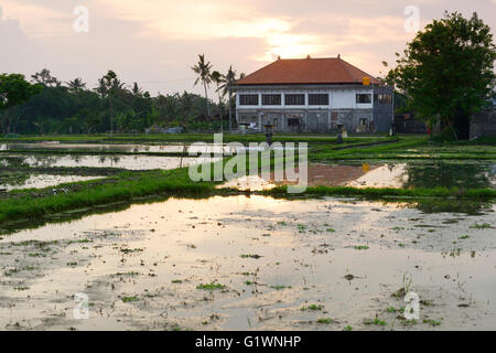 Reis-Teiche widerspiegeln den Sonnenuntergang, Bali, Indonesien Stockfoto