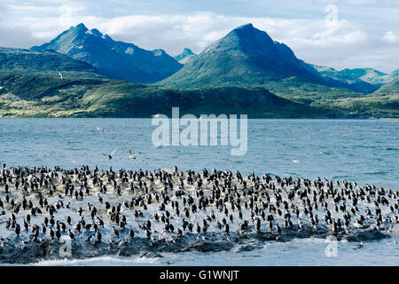 Kolonie von König Kormorane auf Ilha Dos Passaros liegt am Beagle-Kanal, Feuerland, Argentinien Stockfoto