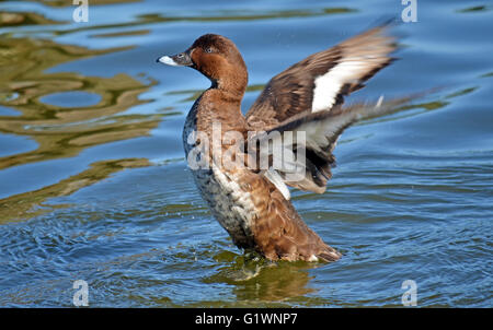 Australische Hardhead Ente die Flucht aus dem Wasser Stockfoto