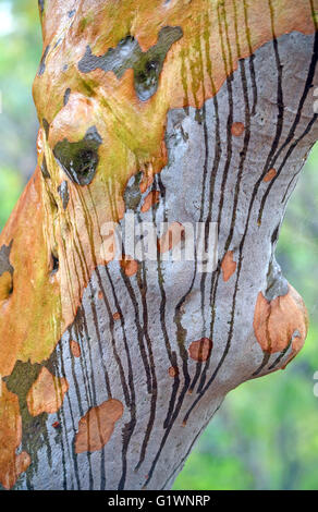 Regenwasser, Streifen auf und ändern die Farbe der Rinde von einem australischen Kijiji Stockfoto