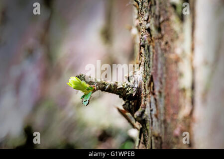 Neues Shooting entspringt aus dem Stamm einer Tanne in Marbury Park, Comberbach, Northwich, Cheshire, England Stockfoto