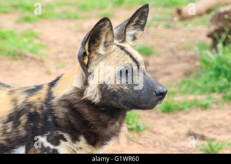 Porträt eines afrikanischen gemalten Hund Stockfoto