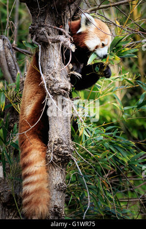 Ein Roter Panda in einem Baum. Stockfoto