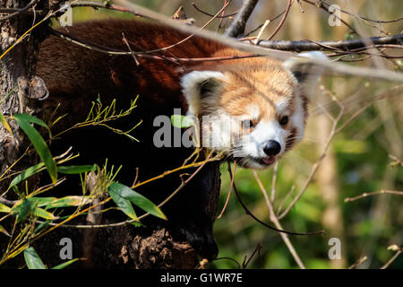 Ein Roter Panda in einem Baum. Stockfoto