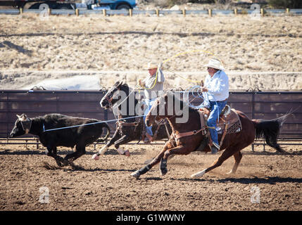 Wickenburg, USA - 5. Februar 2013: Fahrer konkurrieren in einem Team roping Wettbewerb in Wickenburg, Arizona, USA Stockfoto