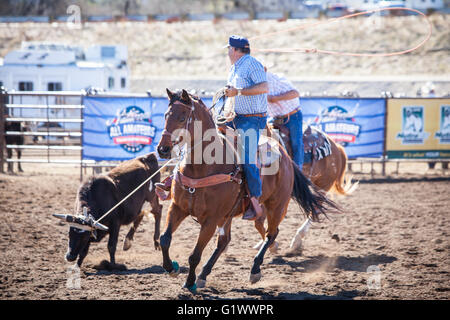 Wickenburg, USA - 5. Februar 2013: Fahrer konkurrieren in einem Team roping Wettbewerb in Wickenburg, Arizona, USA Stockfoto