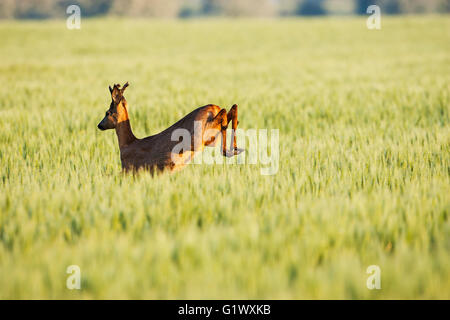 Rehe Capreolus Capreolus Buck durch Gerste Ernte in der Nähe von Tiszaalpar Kleinkumanien Nationalpark Ungarn Stockfoto
