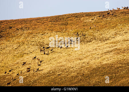 Rothirsch Cervus Elaphus Herde am Hang Strathdearn Highland Region Scotland UK Stockfoto