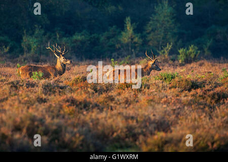 Rothirsch Cervus Elaphus Hirsche auf Heideland Fletchers Green New Forest Nationalpark Hampshire England UK Oktober 2015 Stockfoto